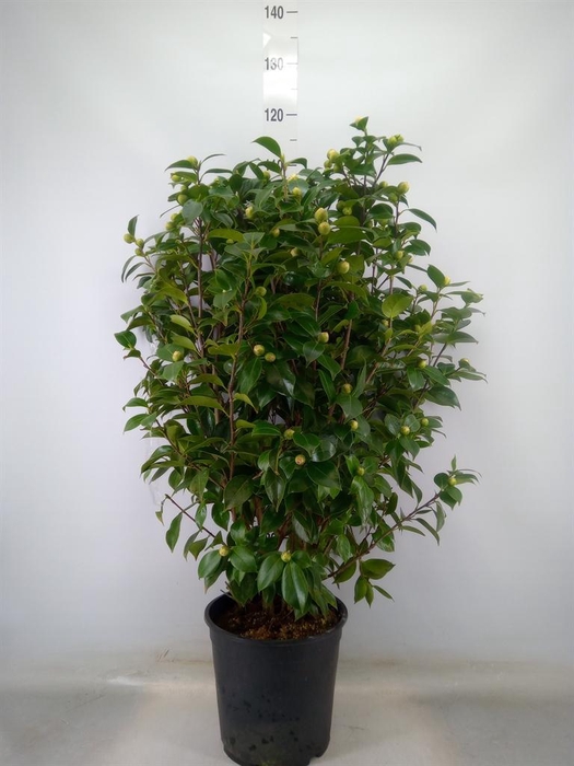 <h4>Camellia japonica</h4>
