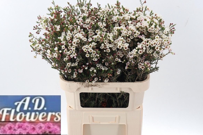 <h4>CHAME UN WHITE LION</h4>