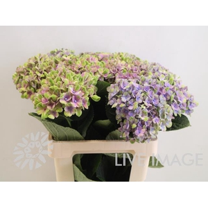 Hydrangea mag coral