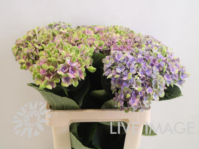 <h4>Hydrangea mag coral</h4>