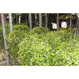 CALLISIA C21