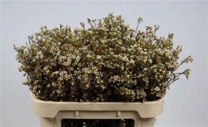 <h4>Chame Blondie</h4>