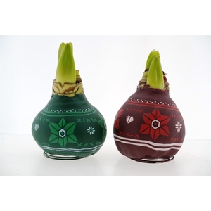 Hippeastrum   ...waxed