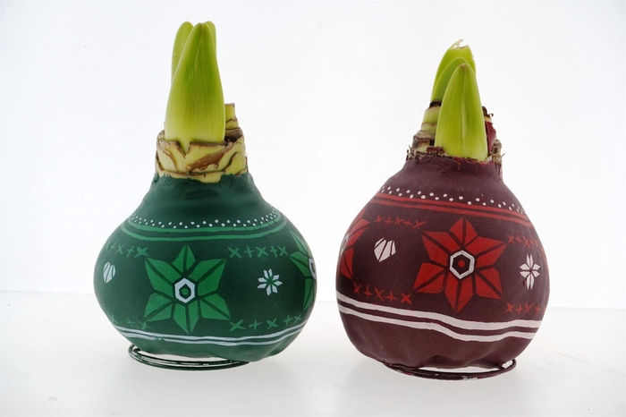 <h4>Hippeastrum ...waxed</h4>