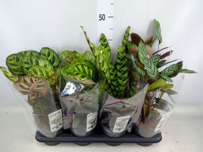 <h4>Calathea   ...mix 4</h4>