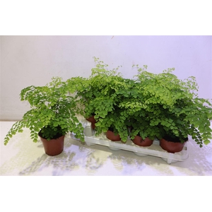 arr8 Adian Rad Fragrans