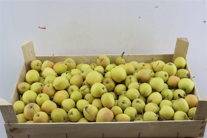 <h4>Sier Malusappel Light Green</h4>