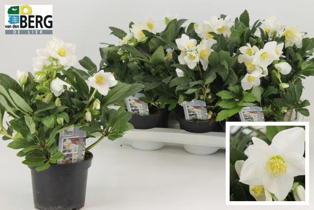 <h4>HELL NI VIV VIKTOR</h4>