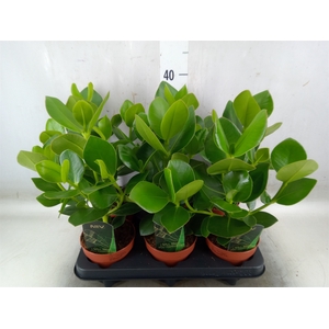 Clusia rosea 'Princess'