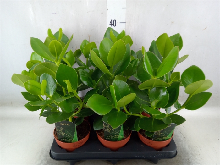 <h4>Clusia rosea 'Princess'</h4>