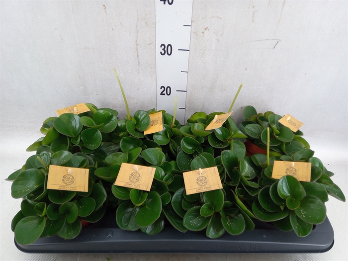 <h4>Peperomia obt. 'Obtipan'</h4>