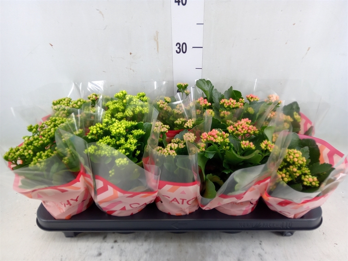 <h4>Kalanchoe blos.   ..rosebud mix  5</h4>