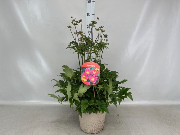 <h4>Anemone hybrida 'Mont-rose'</h4>