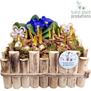 HMP008 Verona Large Muscari Primula