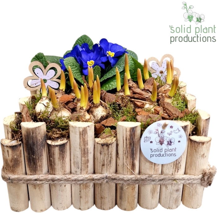 <h4>HMP008 Verona Large Muscari Primula</h4>