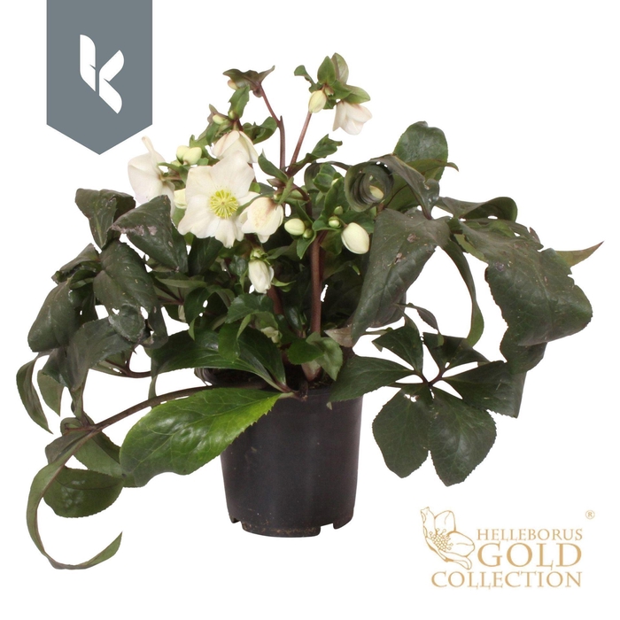 <h4>Helleborus HGC Ice N Roses White</h4>