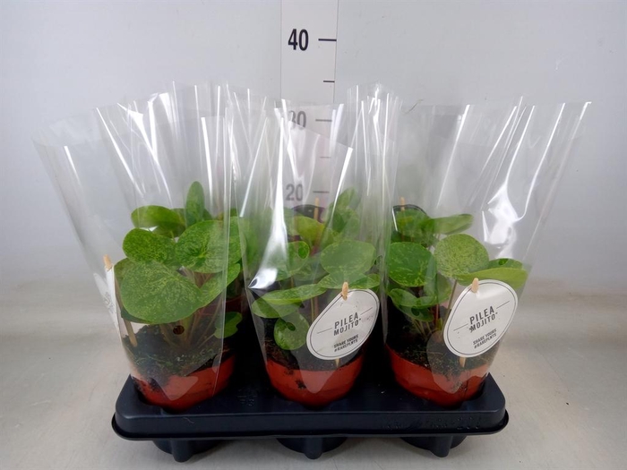 <h4>Pilea   ...</h4>