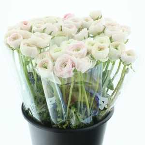 Ran Su Hanoi Extra (fr)