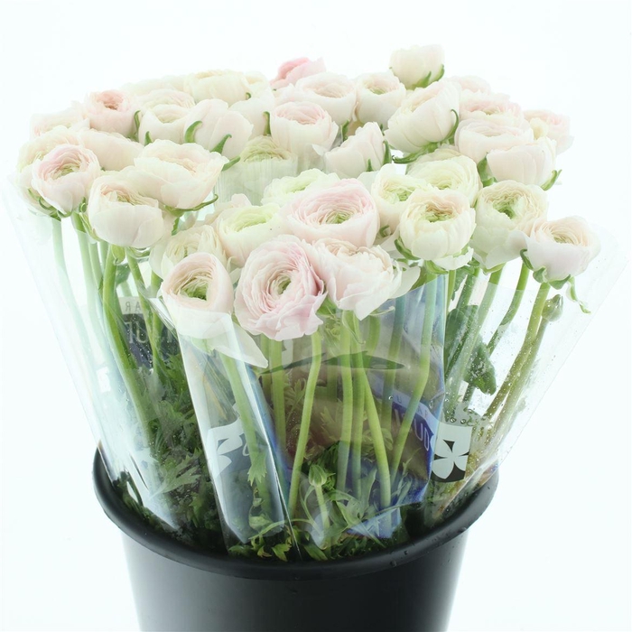 <h4>Ran Su Hanoi Extra (fr)</h4>