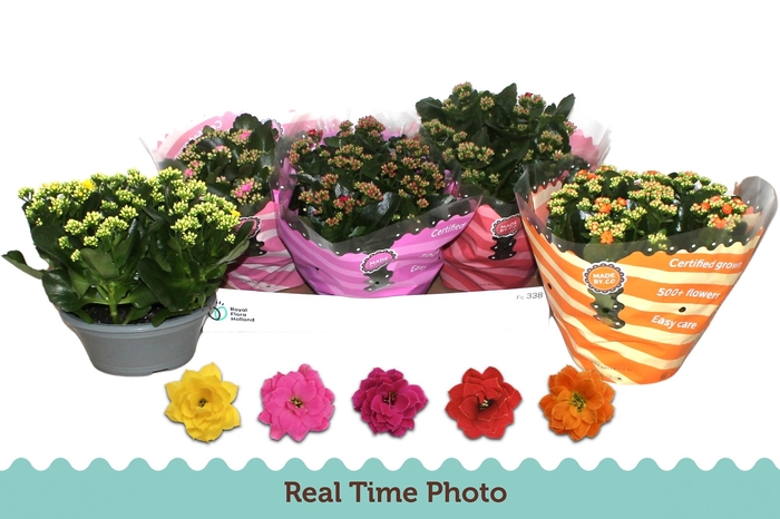 <h4>KAL GE GEM 5 KL</h4>