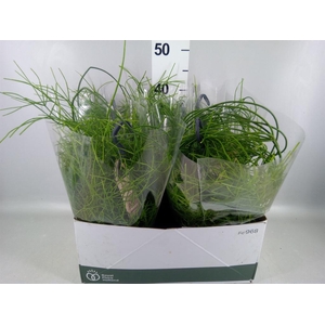 Rhipsalis   ...