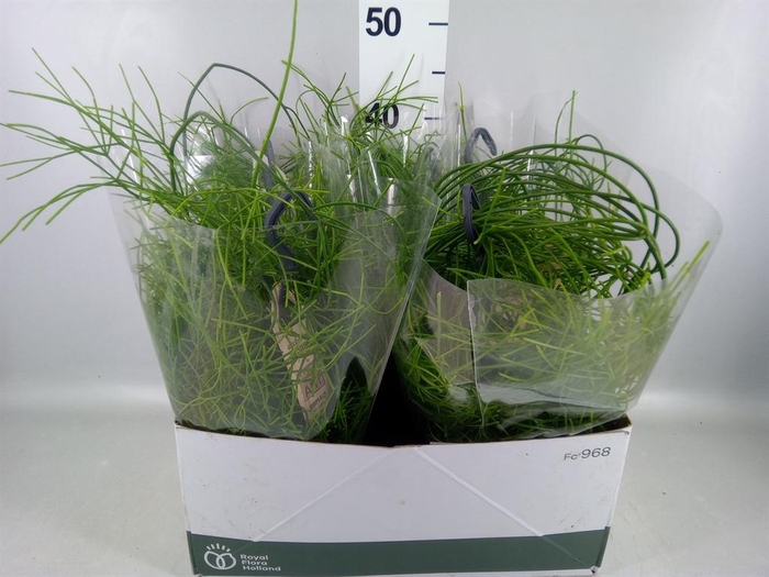 <h4>Rhipsalis ...</h4>