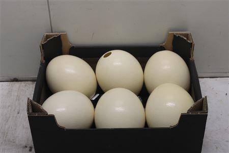 <h4>Struisvogel Ei</h4>