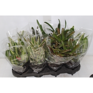 NEOREGELIA VARIADO P14