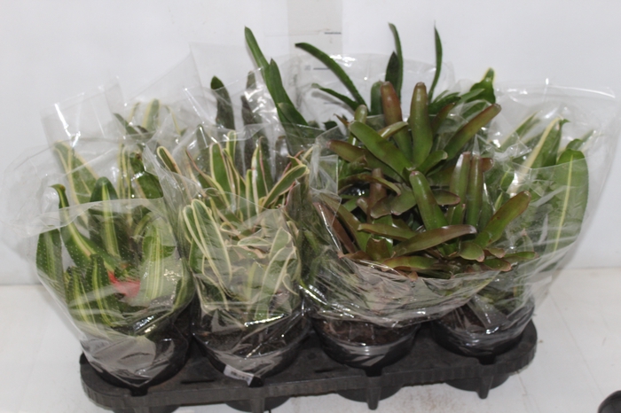 <h4>NEOREGELIA VARIADO P14</h4>