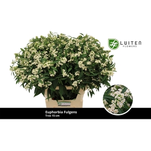 Euph Spray White Quicksilver Luiten
