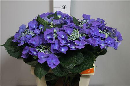 <h4>Hydr Ov Blauw</h4>