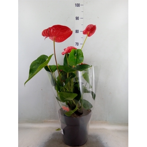 Anthurium andr. 'Jambo Red'