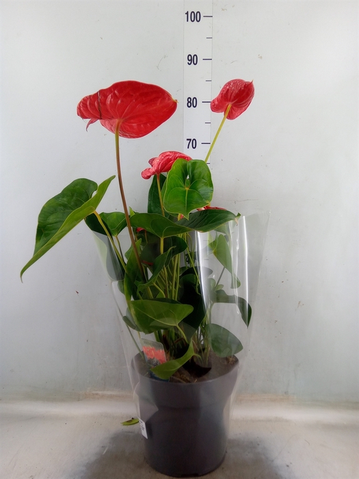 <h4>Anthurium andr. 'Jambo Red'</h4>
