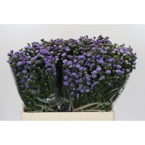 Aster Baby Blue