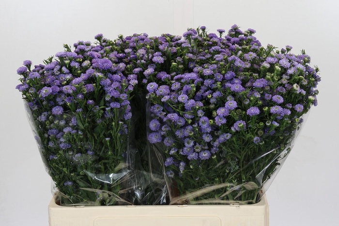 <h4>Aster Baby Blue</h4>