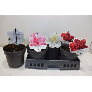 Paeonia L Gem