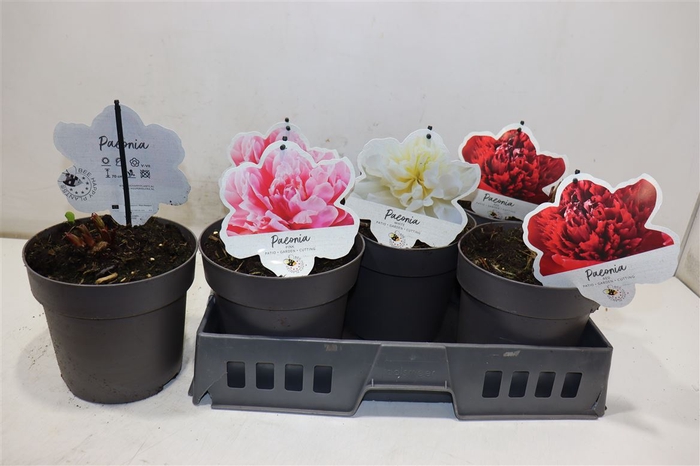 <h4>Paeonia L Gem</h4>