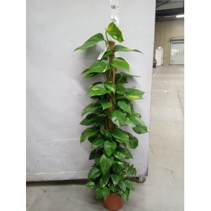 Epipremnum pinn.   ...moss stick