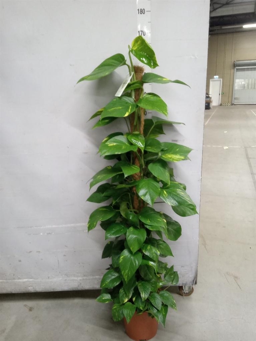 <h4>Epipremnum pinn.   ...moss stick</h4>