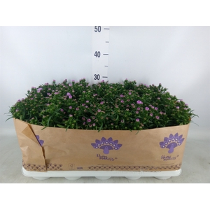 Aster n-b 'Showmakers Pretty Pink'