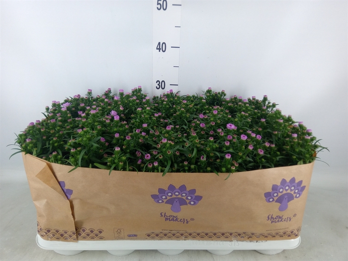 <h4>Aster n-b 'Showmakers Pretty Pink'</h4>