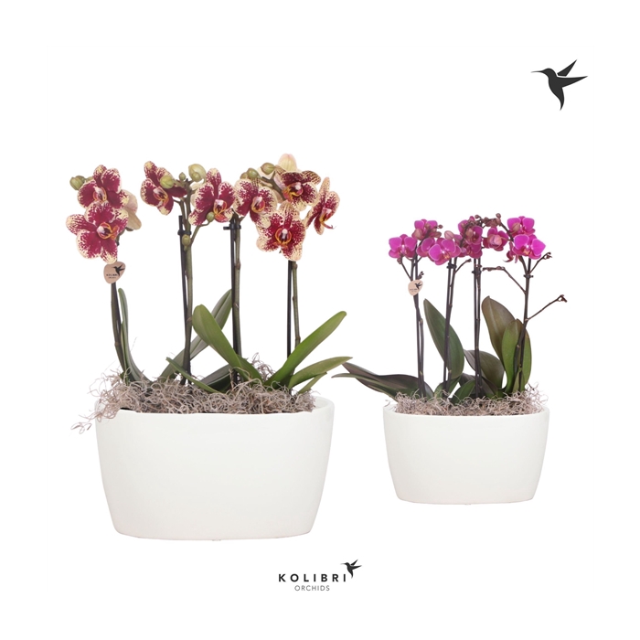 <h4>Kolibri Orchids Phalaenopsis mix 4 spike in Oval Twins white</h4>