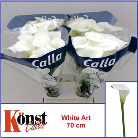 <h4>Zant White Art</h4>