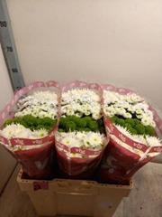 <h4>CHR SAN GEM ICE MIX</h4>