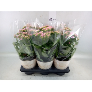 Kalanchoe  'RoseFlow Graceful Pink'