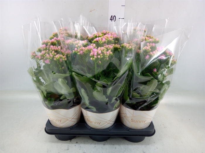 <h4>Kalanchoe  'RoseFlow Graceful Pink'</h4>