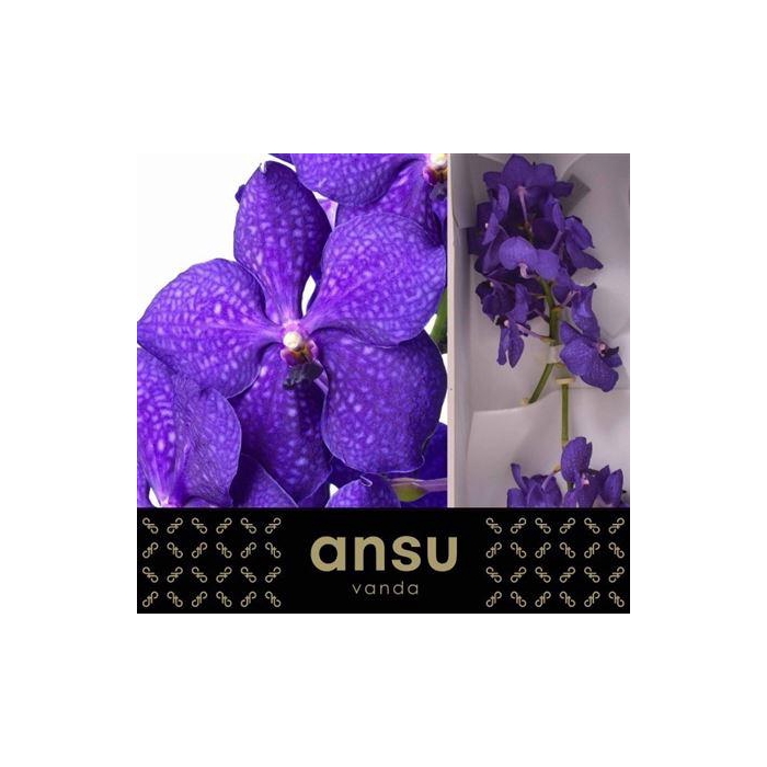 <h4>Vanda Ni Royal Blue</h4>