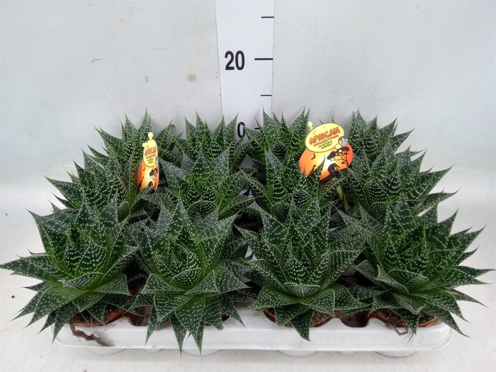 <h4>Gasteria</h4>