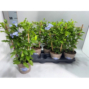 PLUMBAGO AURICULATA