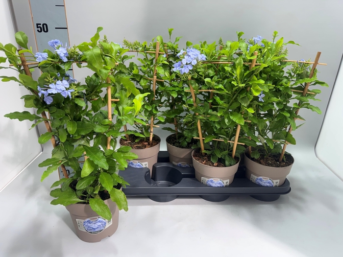<h4>PLUMBAGO AURICULATA</h4>